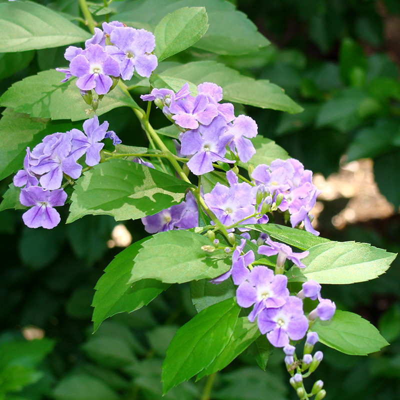 Durantea Erecta seeds, Pigeon Berry - 30
