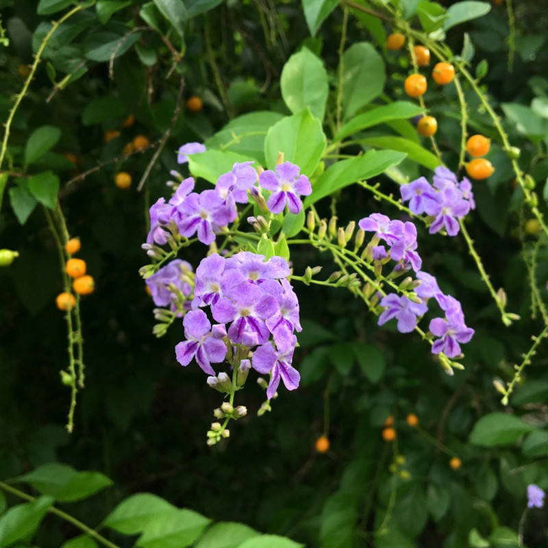 Durantea Erecta seeds, Pigeon Berry - 30