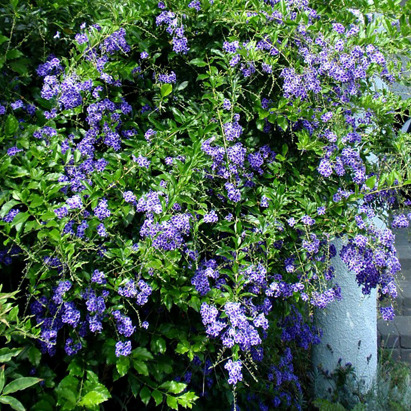 Durantea Erecta seeds, Pigeon Berry - 30