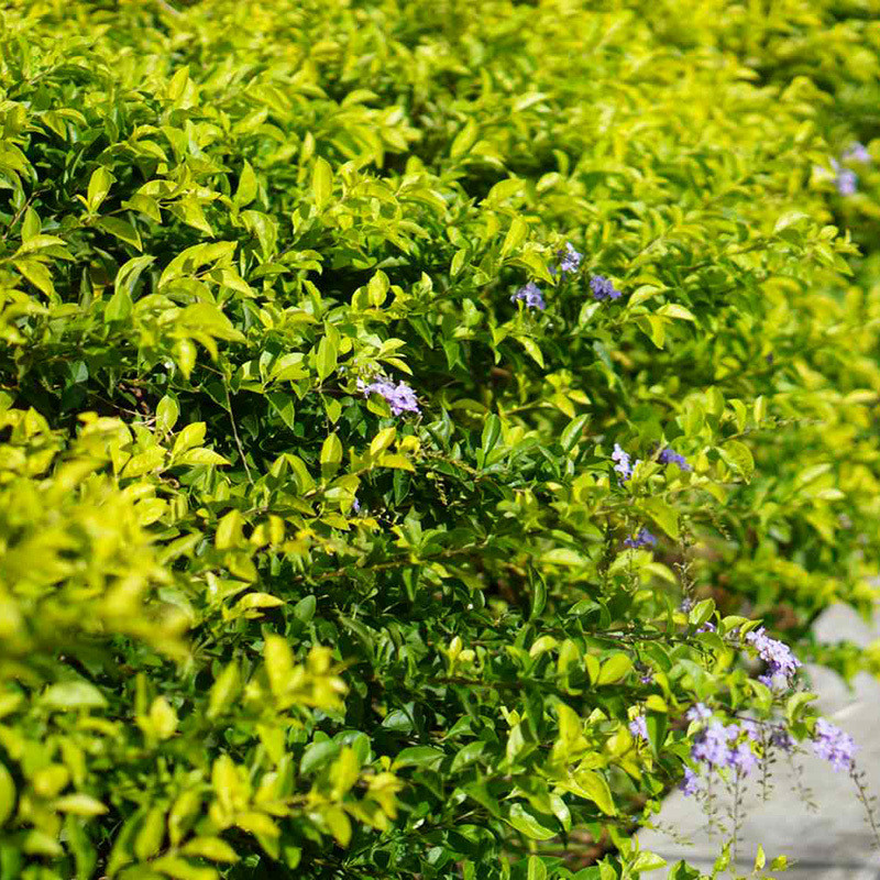 Durantea Erecta seeds, Pigeon Berry - 30