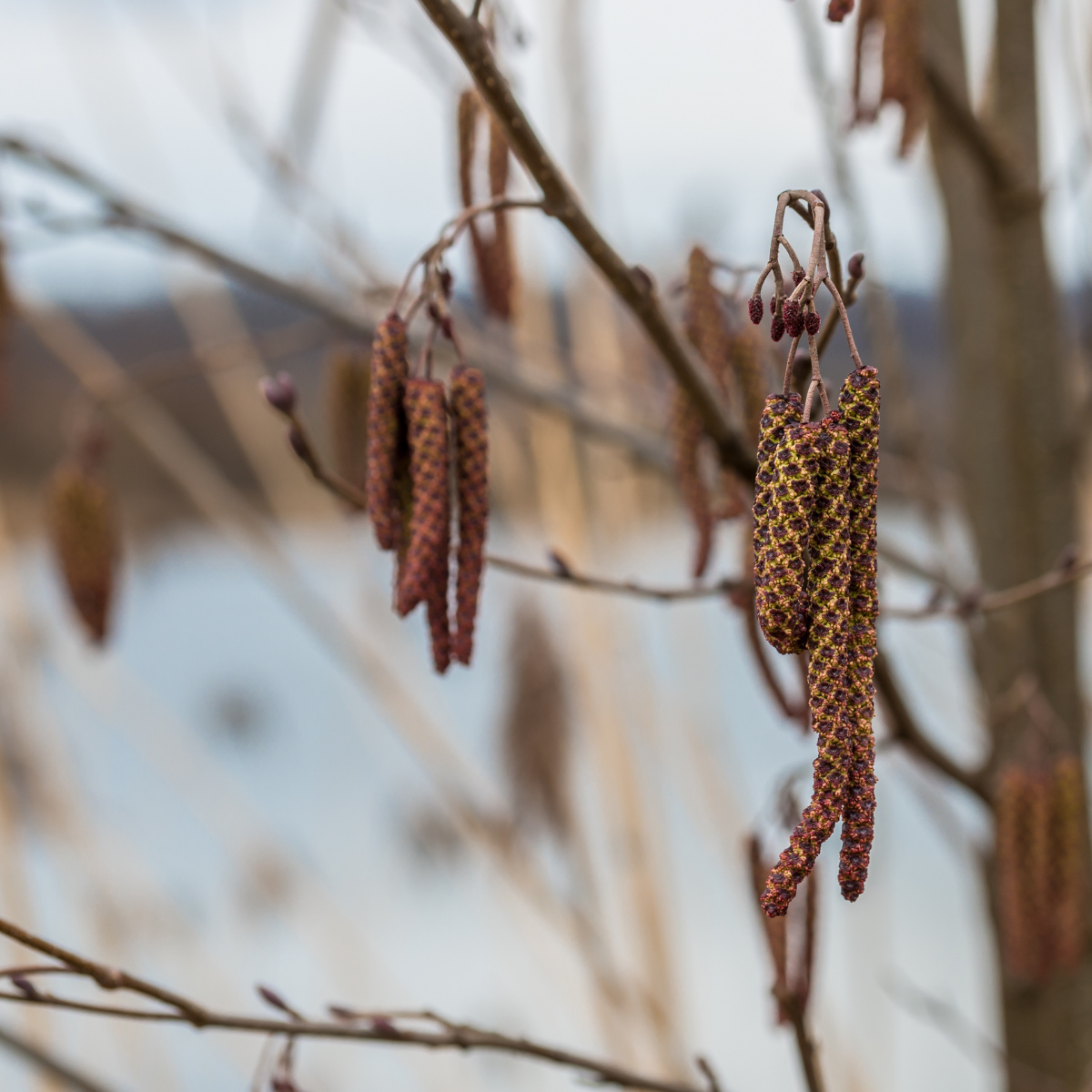 Betula Pendula, Weeping Birch, Silver Birch seeds - 500