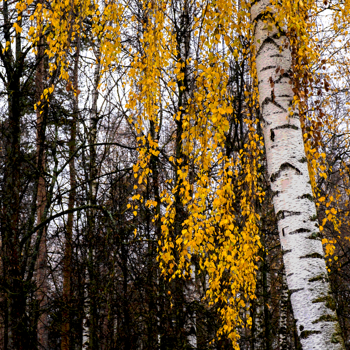 Betula Pendula, Weeping Birch, Silver Birch seeds - 500