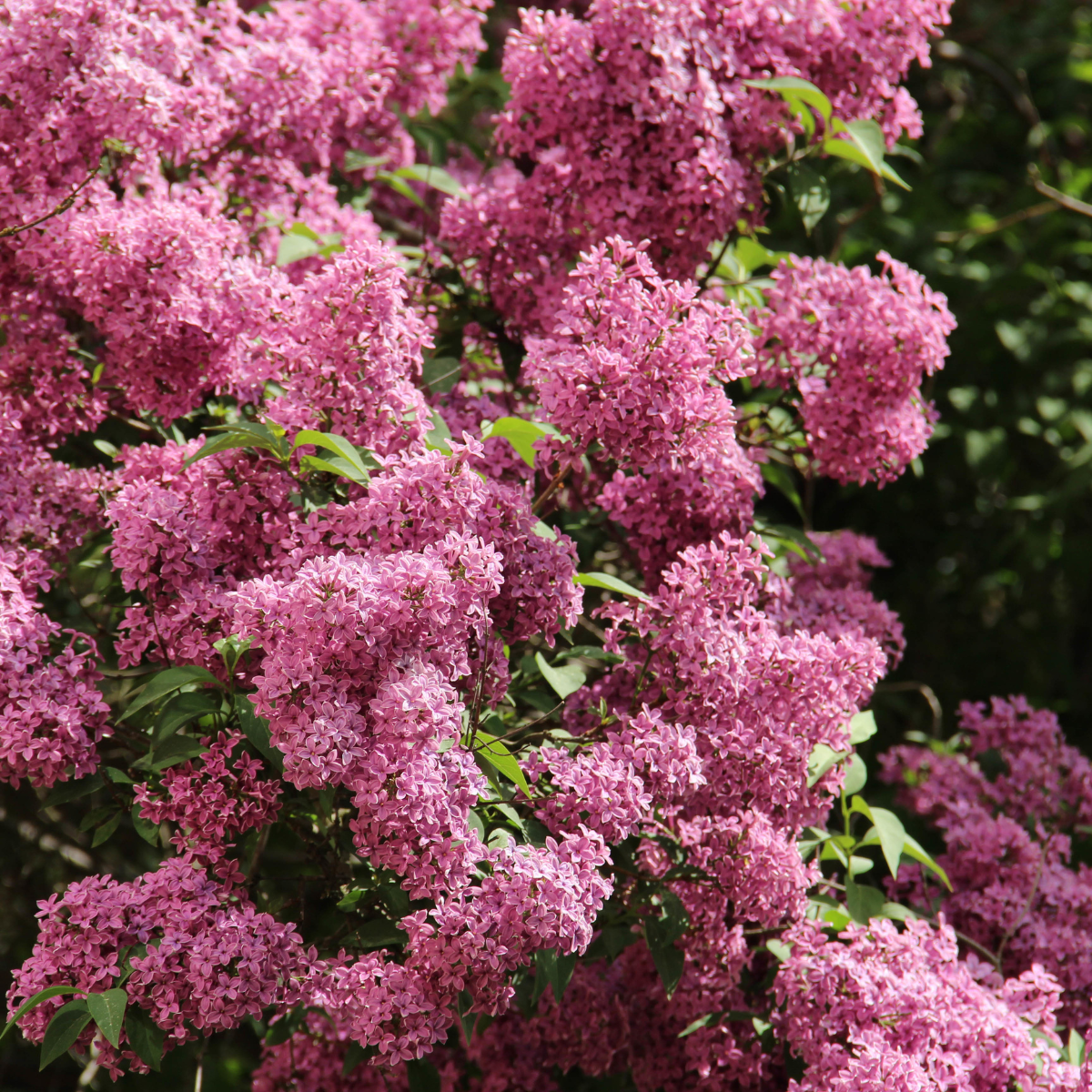 Syringa Chinesis, Chinese Lilac, Rouen Lilac seeds - 20