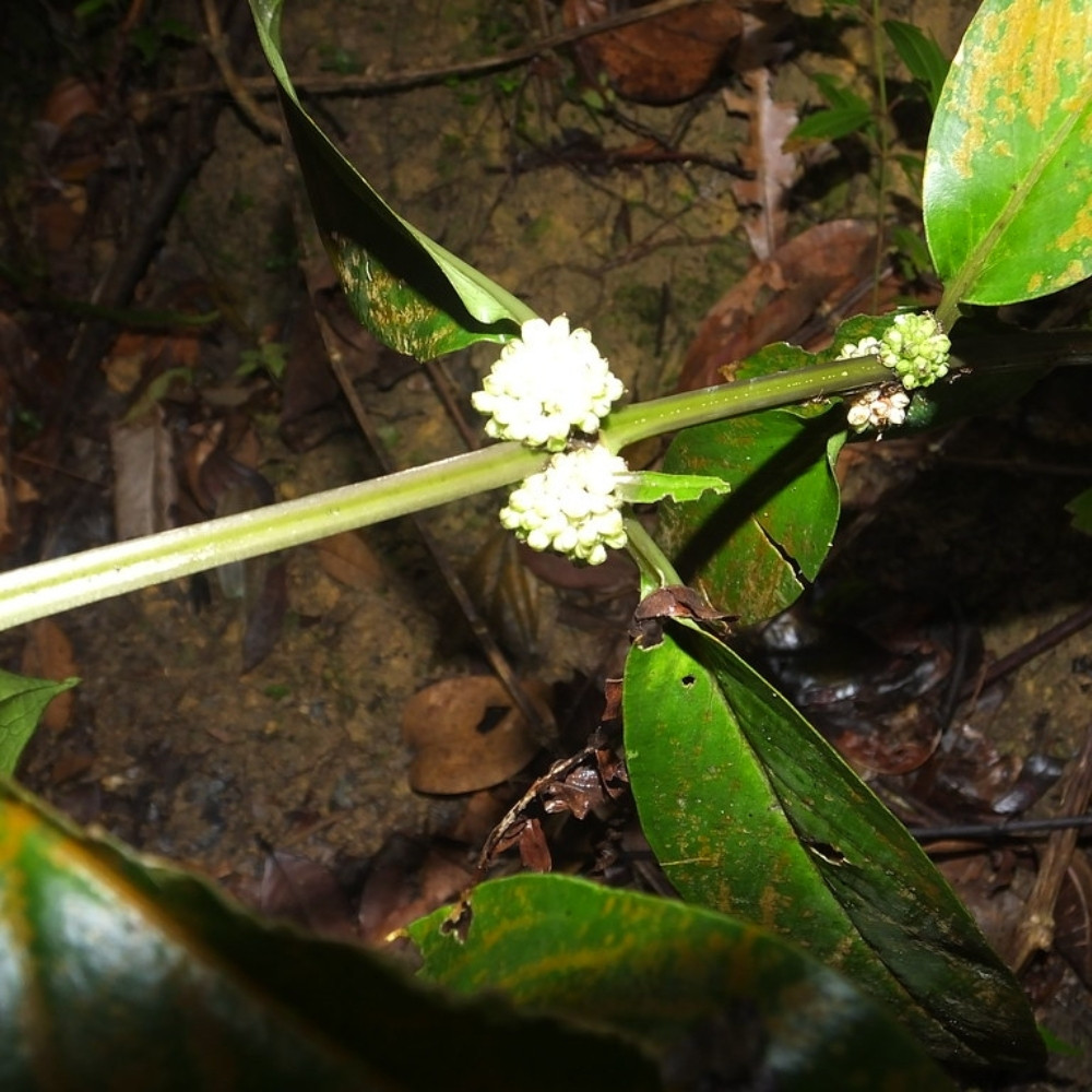 Oldenlandia Cristata, Hedyotis Prostrata seeds - 20