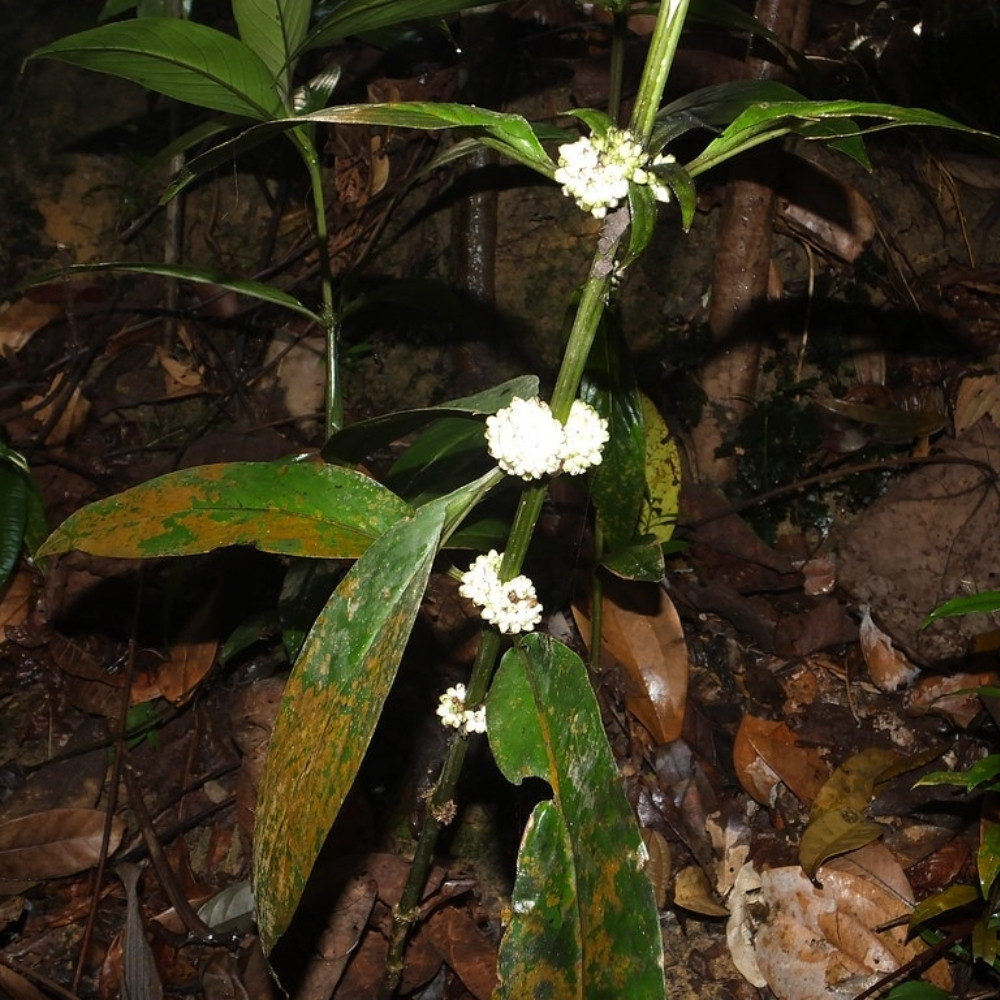 Oldenlandia Cristata, Hedyotis Prostrata seeds - 20