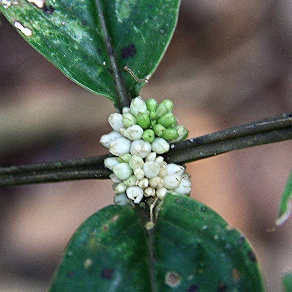 Oldenlandia Cristata, Hedyotis Prostrata seeds - 20