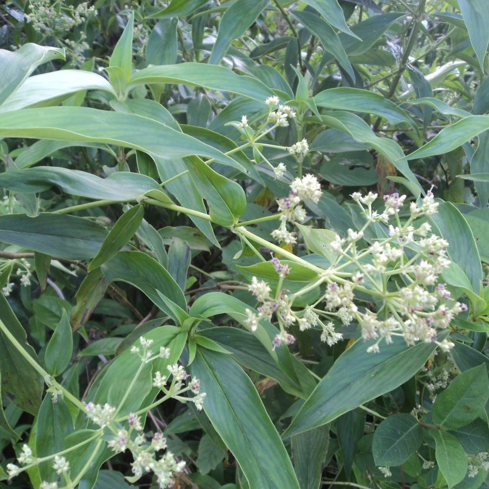 Oldenlandia Cristata, Hedyotis Prostrata seeds - 20