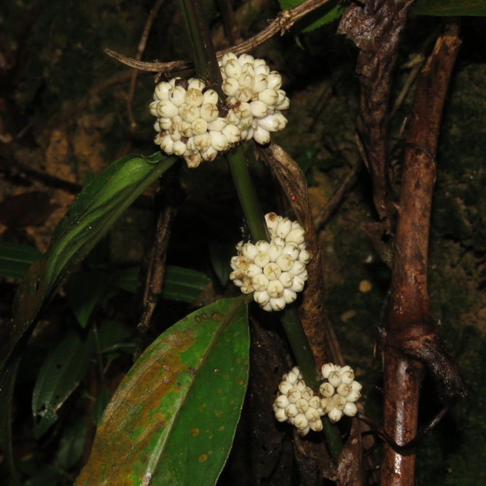 Oldenlandia Cristata, Hedyotis Prostrata seeds - 20