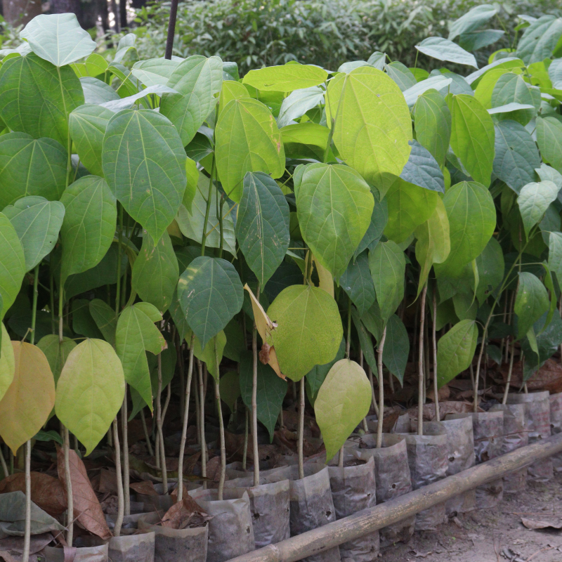 Sterculia Alata, Buddha Coconut seeds - 10