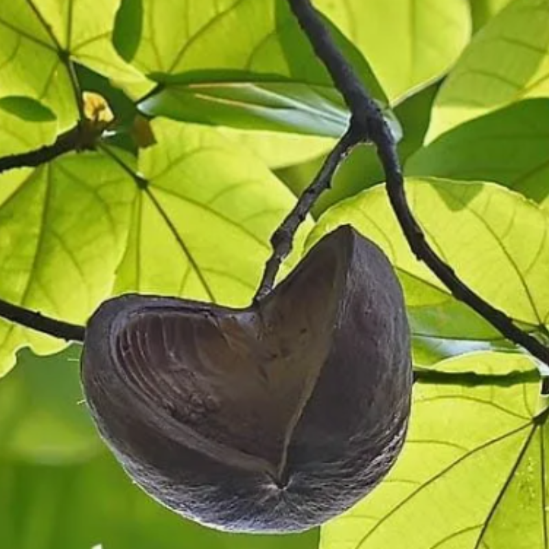 Sterculia Alata, Buddha Coconut seeds - 10