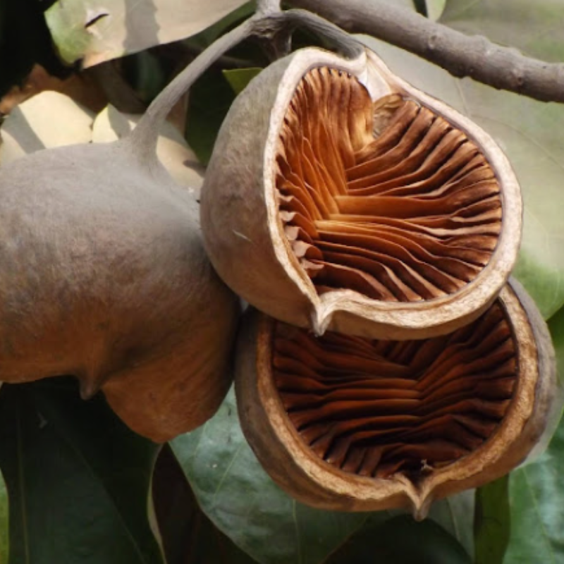 Sterculia Alata, Buddha Coconut seeds - 10