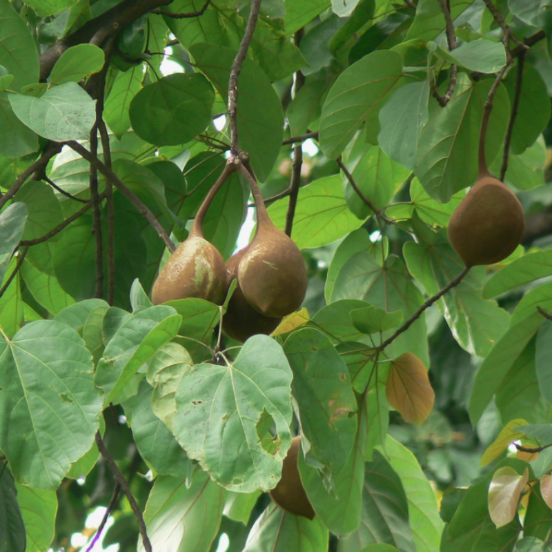 Sterculia Alata, Buddha Coconut seeds - 10
