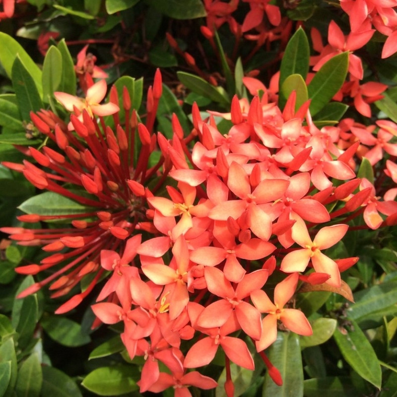 Ixora, West Indian Jasmine, Jungle Flame Seeds - 8