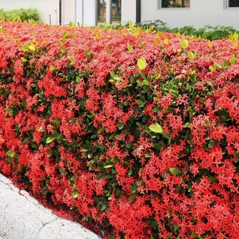 Ixora, West Indian Jasmine, Jungle Flame Seeds - 8