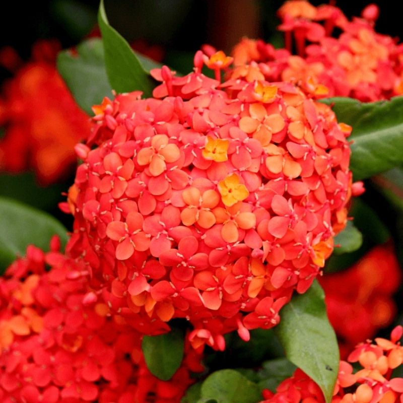 Ixora, West Indian Jasmine, Jungle Flame Seeds - 8