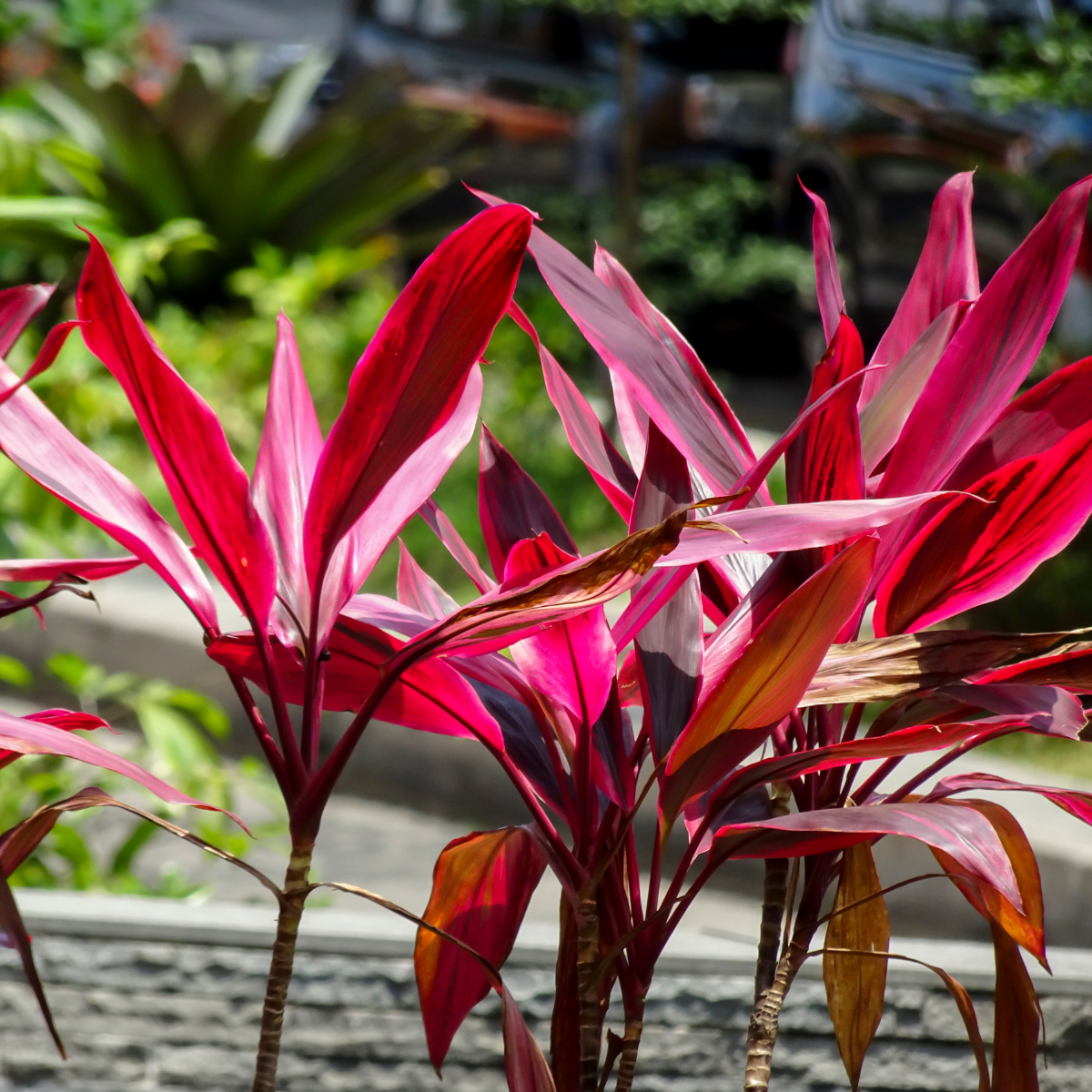 Cordyline Fruticosa, Ti Plant seeds - 5