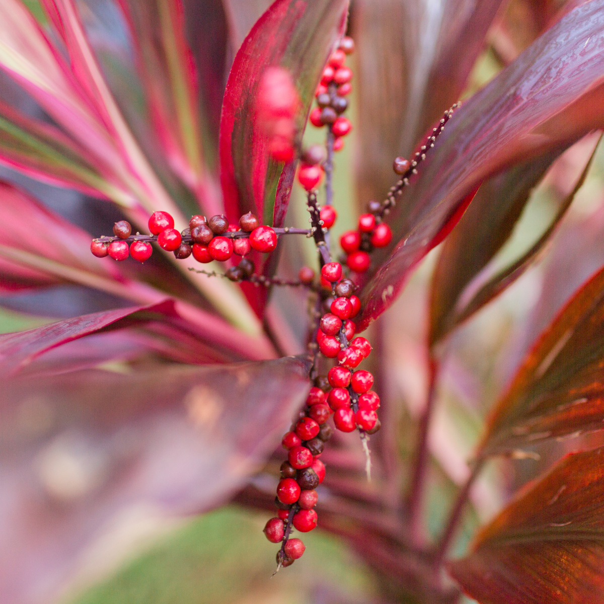 Cordyline Fruticosa, Ti Plant seeds - 5