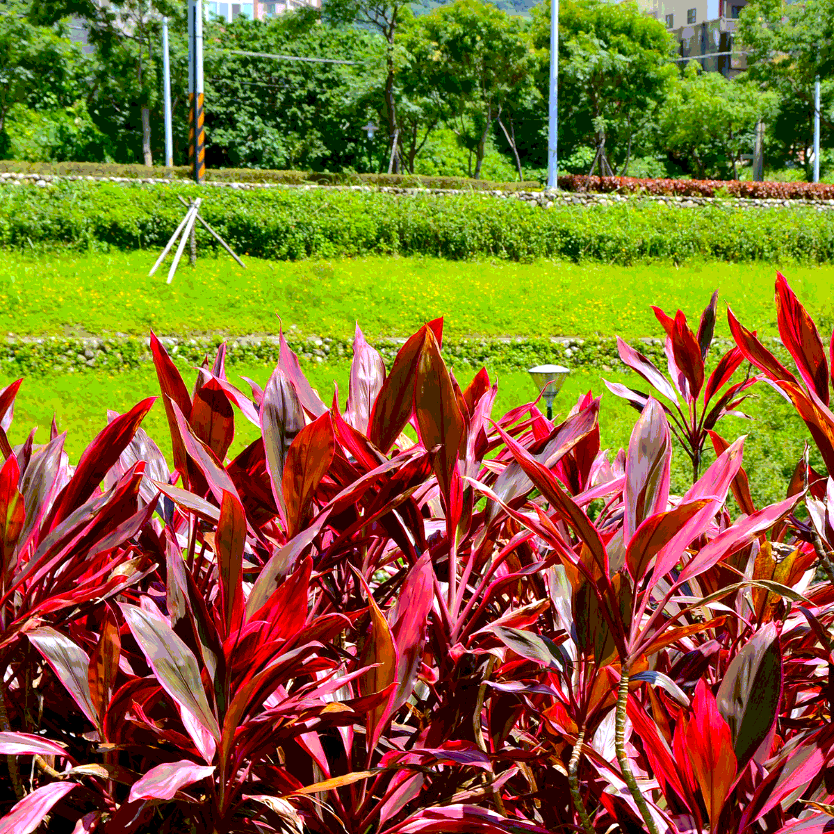 Cordyline Fruticosa, Ti Plant seeds - 5
