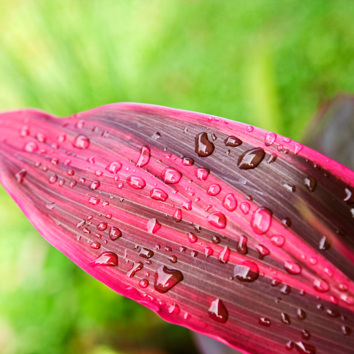Cordyline Fruticosa, Ti Plant seeds - 5