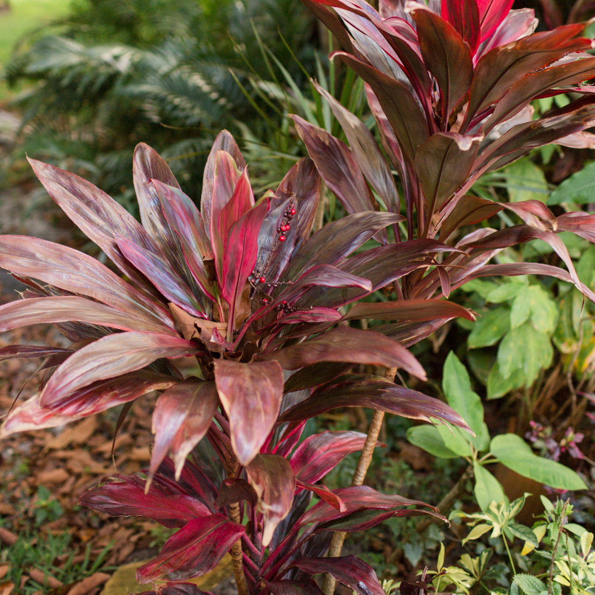 Cordyline Fruticosa, Ti Plant seeds - 5