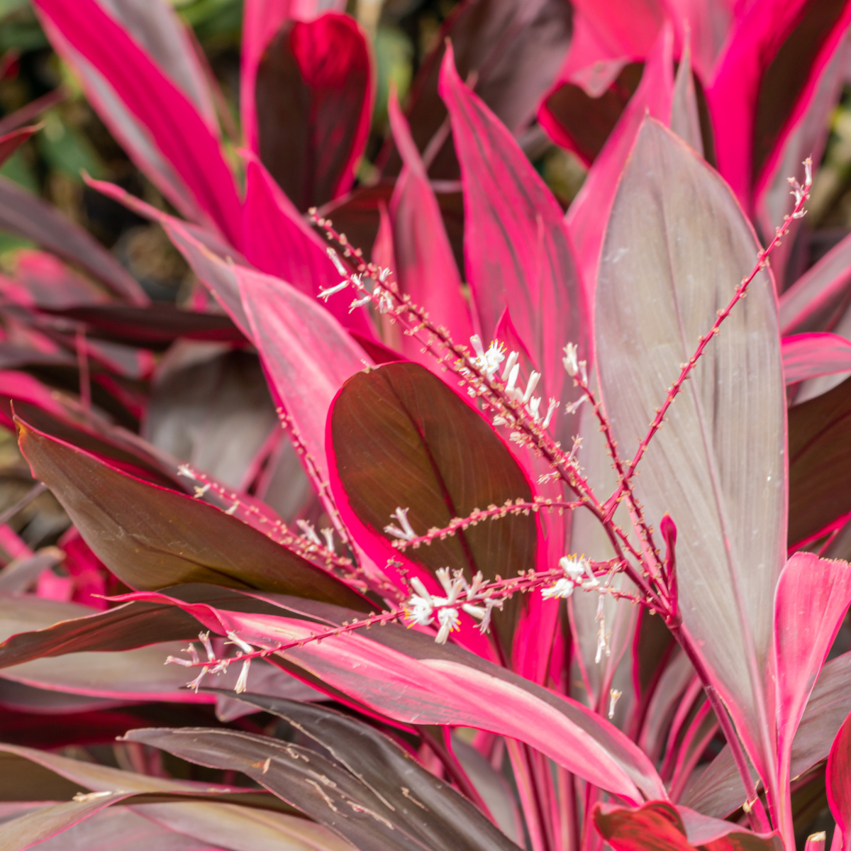 Cordyline Fruticosa, Ti Plant seeds - 5