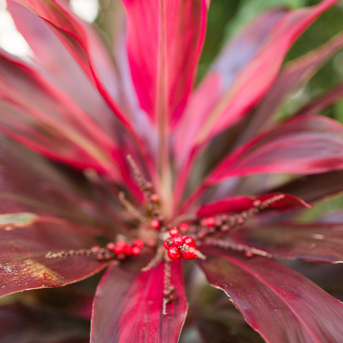 Cordyline Fruticosa, Ti Plant seeds - 5