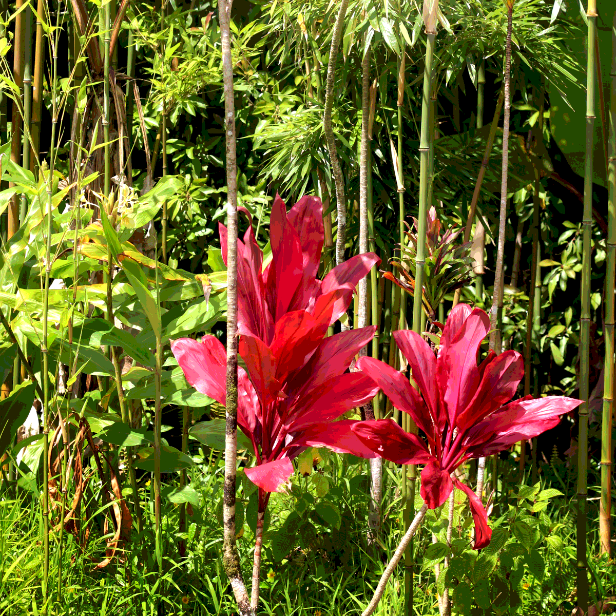 Cordyline Fruticosa, Ti Plant seeds - 5