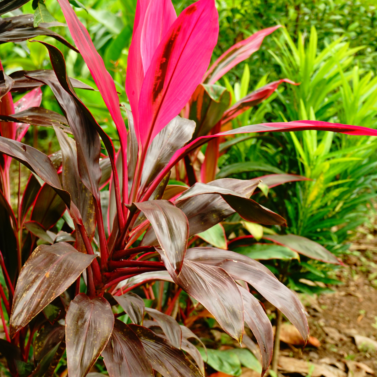 Cordyline Fruticosa, Ti Plant seeds - 5