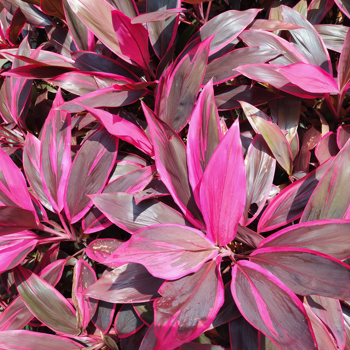 Cordyline Fruticosa, Ti Plant seeds - 5