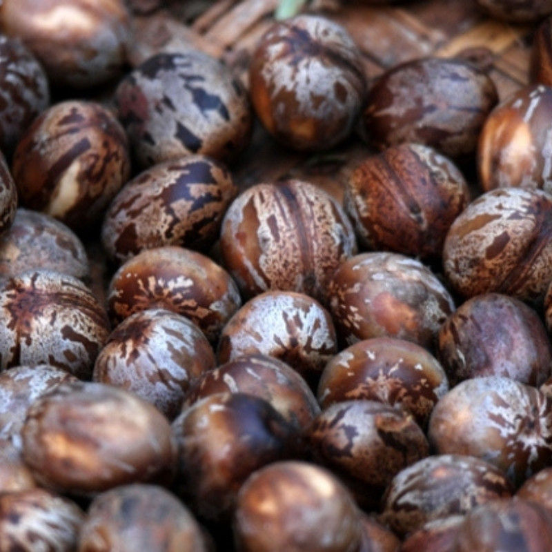 Rubber Tree Seeds, Hevea Brasiliensis, Dahomey Rubber - 5