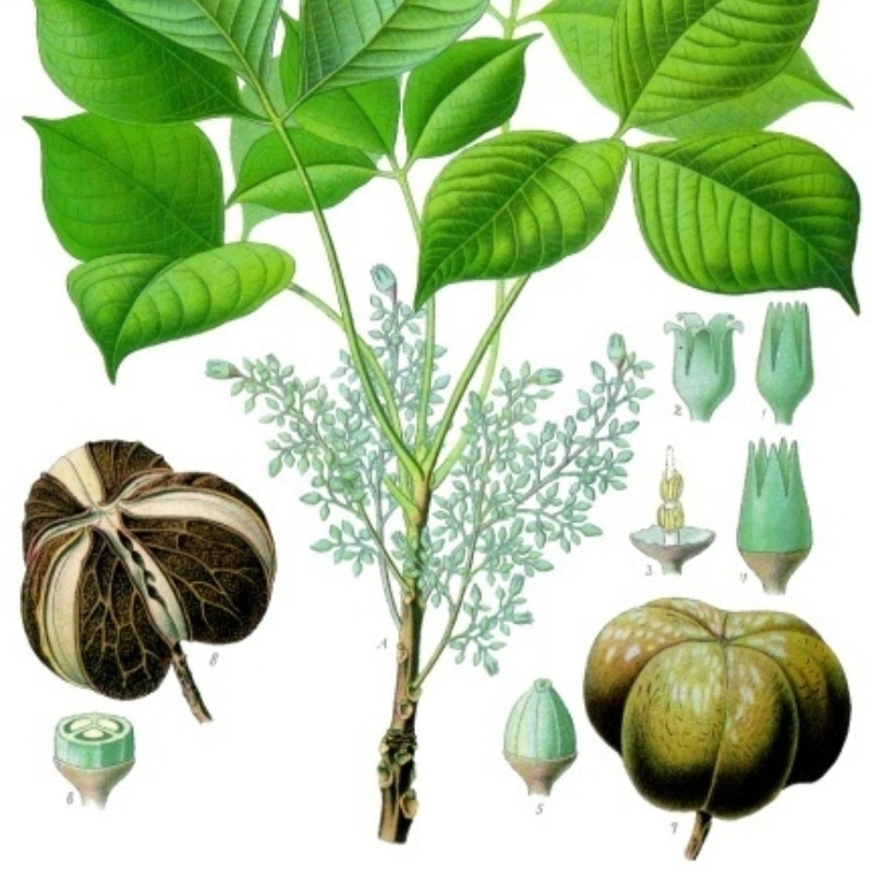 Rubber Tree Seeds, Hevea Brasiliensis, Dahomey Rubber - 5