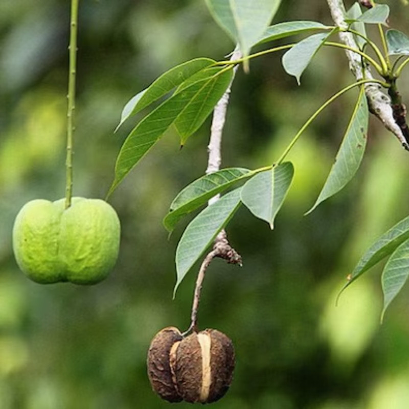 Rubber Tree Seeds, Hevea Brasiliensis, Dahomey Rubber - 5