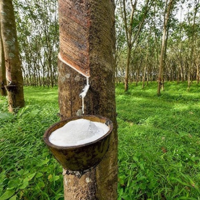 Rubber Tree Seeds, Hevea Brasiliensis, Dahomey Rubber - 5
