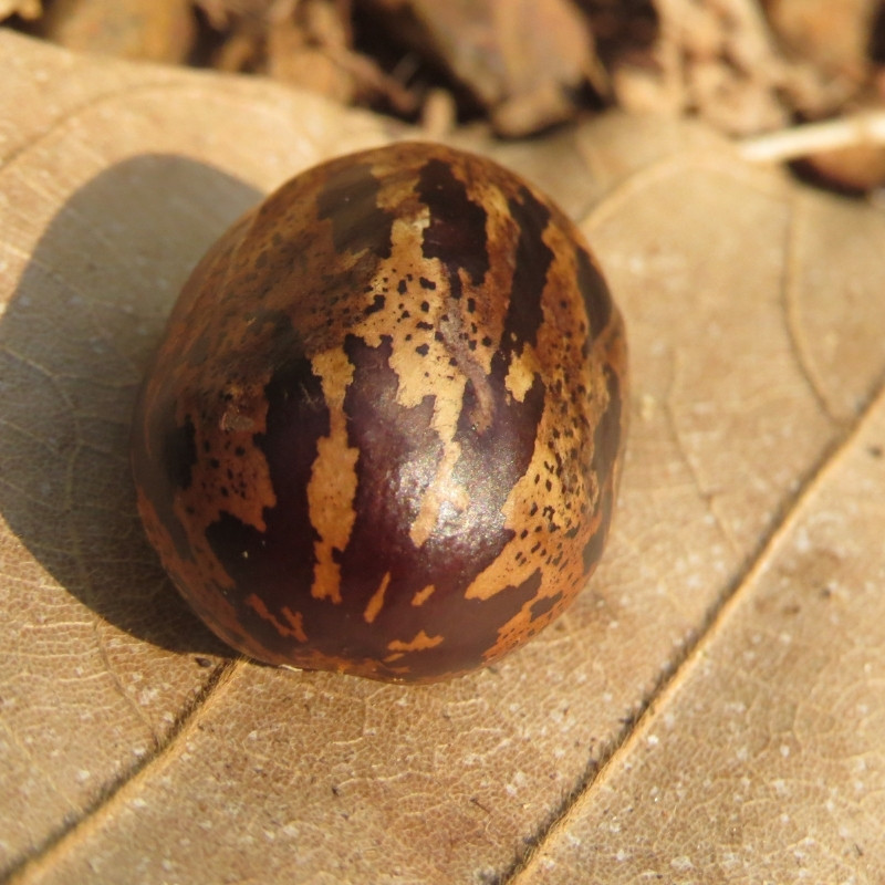 Rubber Tree Seeds, Hevea Brasiliensis, Dahomey Rubber - 5