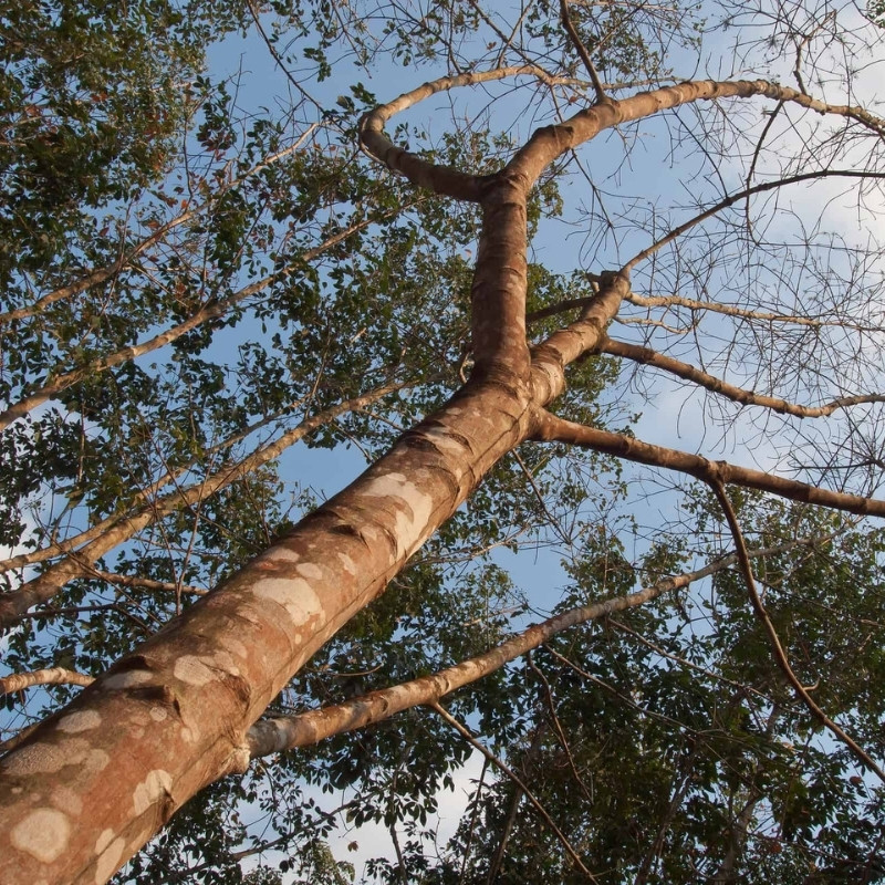 Rubber Tree Seeds, Hevea Brasiliensis, Dahomey Rubber - 5