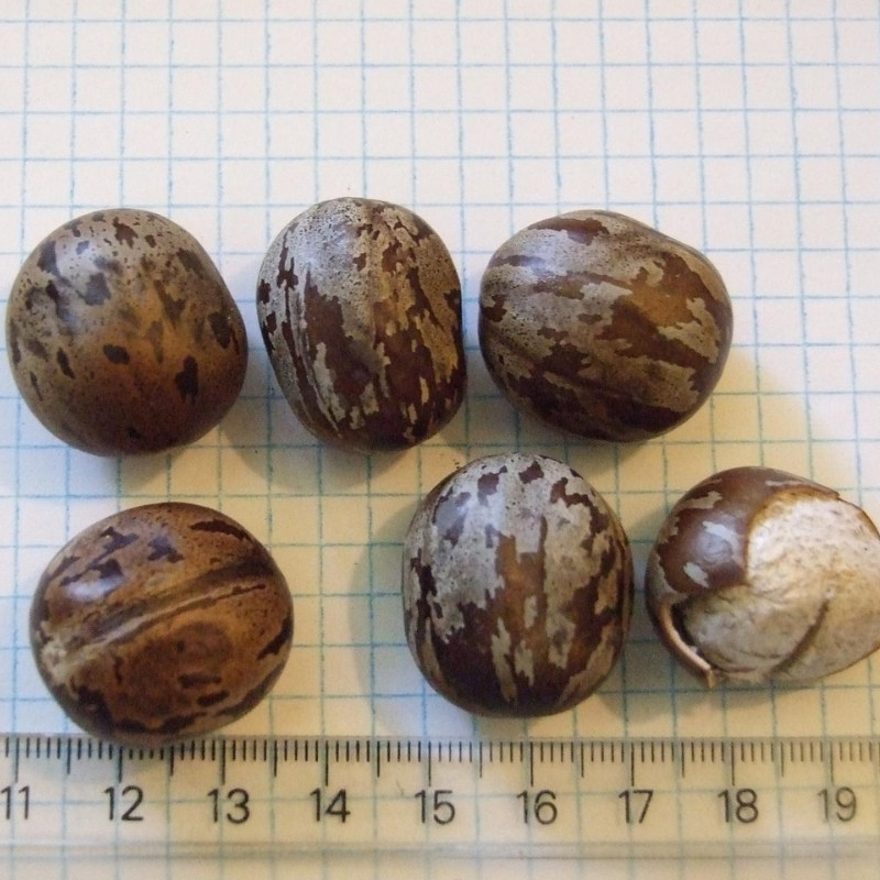 Rubber Tree Seeds, Hevea Brasiliensis, Dahomey Rubber - 5
