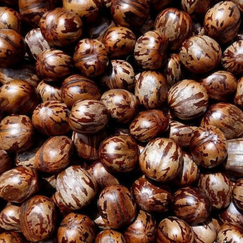 Rubber Tree Seeds, Hevea Brasiliensis, Dahomey Rubber - 5