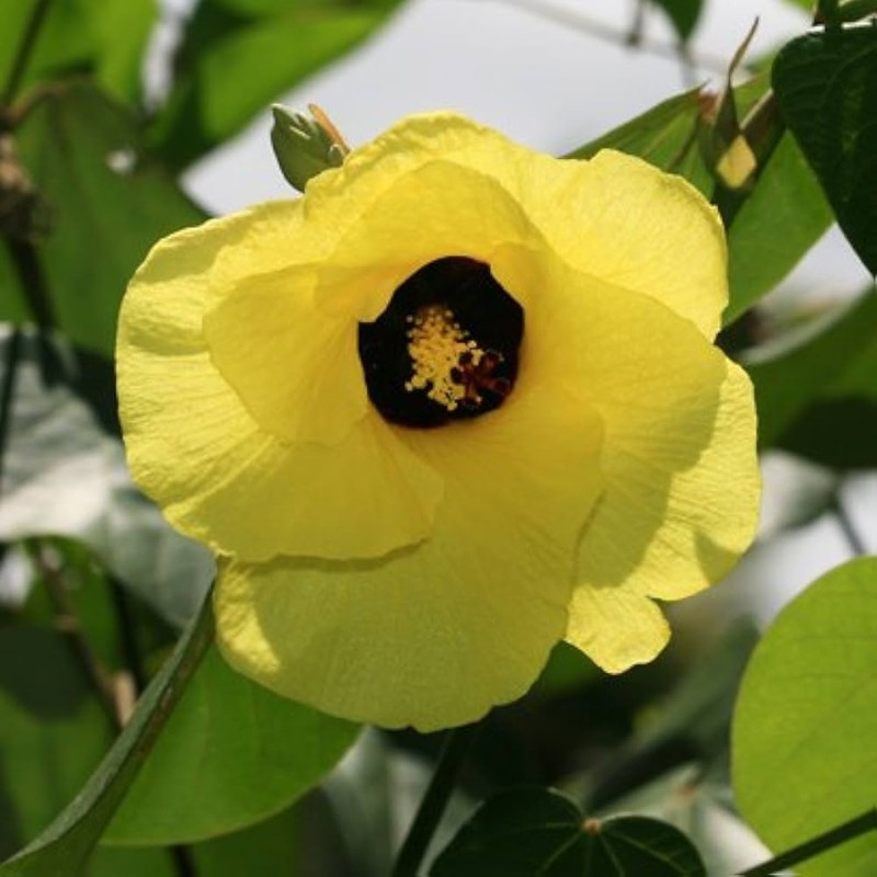 Hibiscus Tiliaceus Seeds, Beach Hibiscus - 50