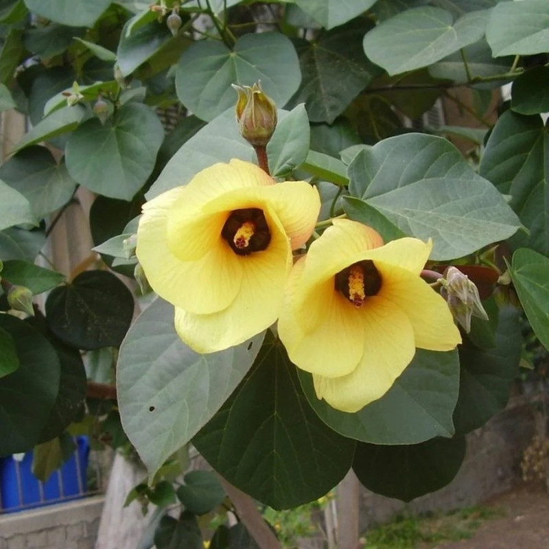 Hibiscus Tiliaceus Seeds, Beach Hibiscus - 50