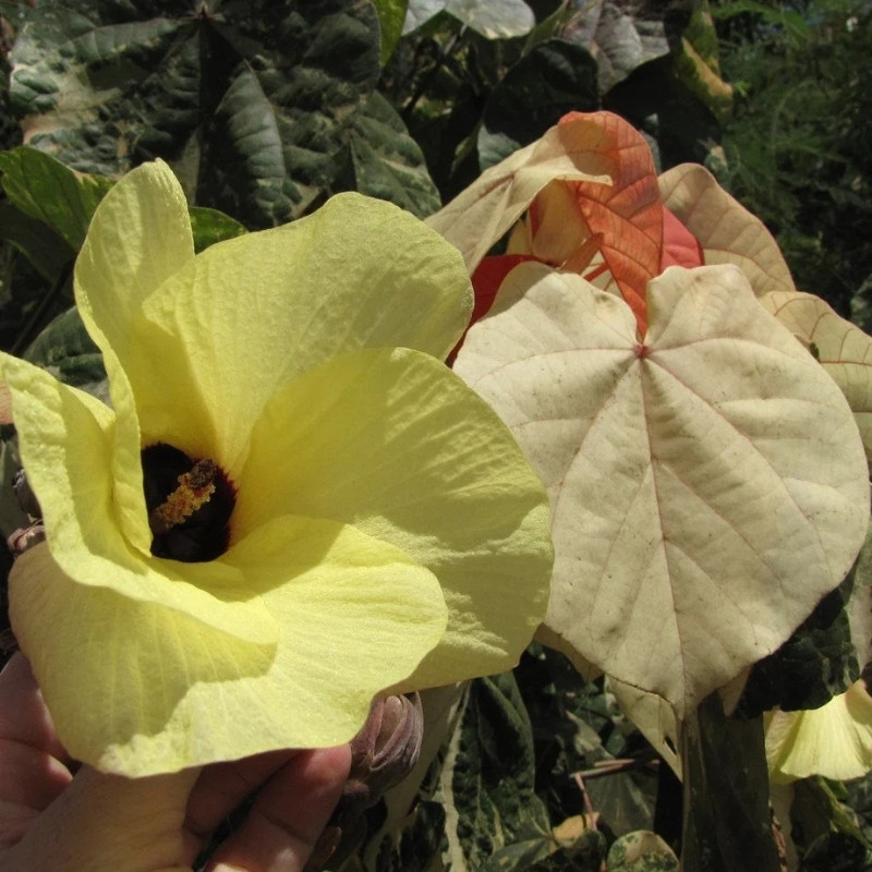 Hibiscus Tiliaceus Seeds, Beach Hibiscus - 50