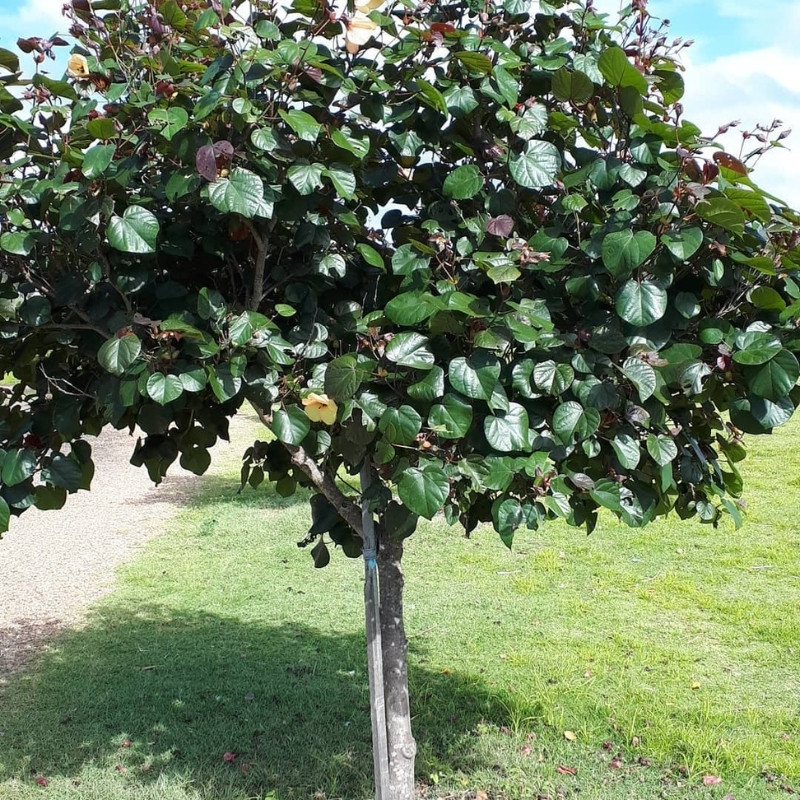Hibiscus Tiliaceus Seeds, Beach Hibiscus - 50