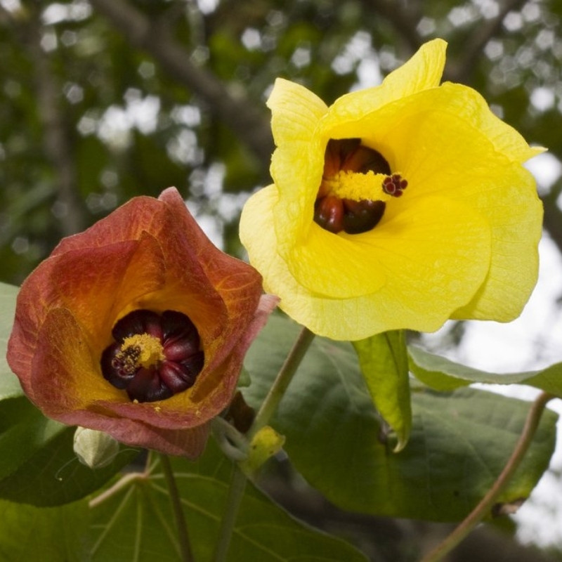 Hibiscus Tiliaceus Seeds, Beach Hibiscus - 50
