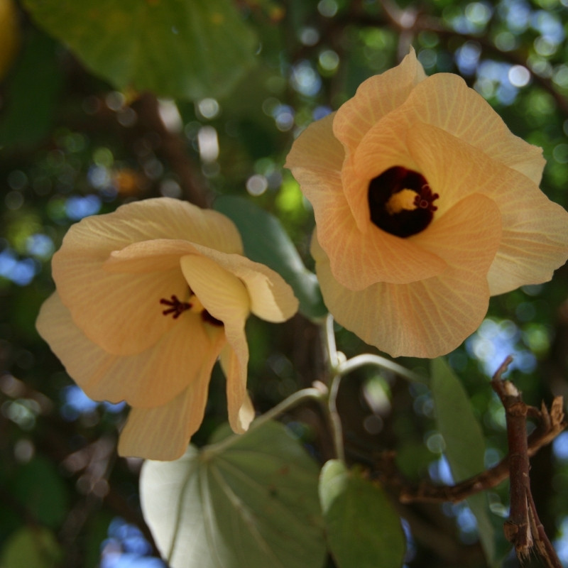 Hibiscus Tiliaceus Seeds, Beach Hibiscus - 50
