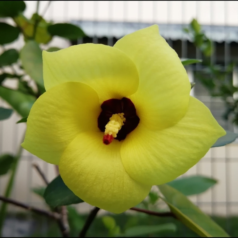 Hibiscus Tiliaceus Seeds, Beach Hibiscus - 20