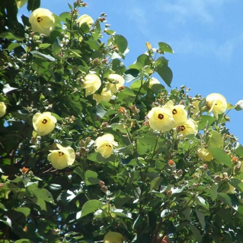 Hibiscus Tiliaceus Seeds, Beach Hibiscus - 50