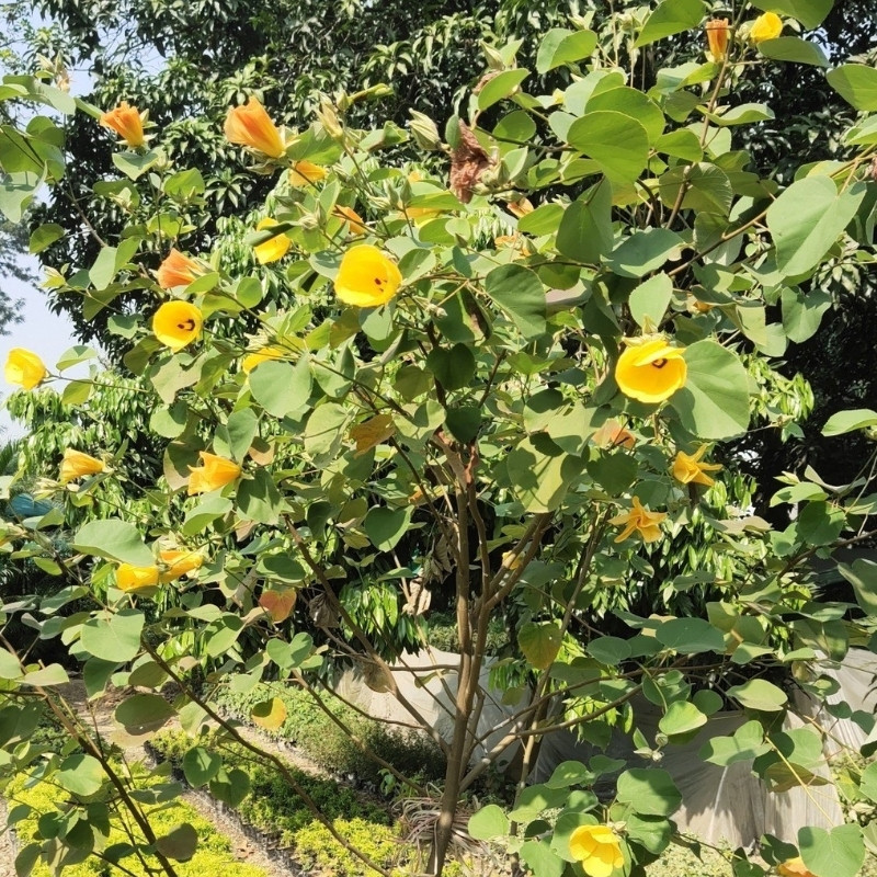 Hibiscus Tiliaceus Seeds, Beach Hibiscus - 50