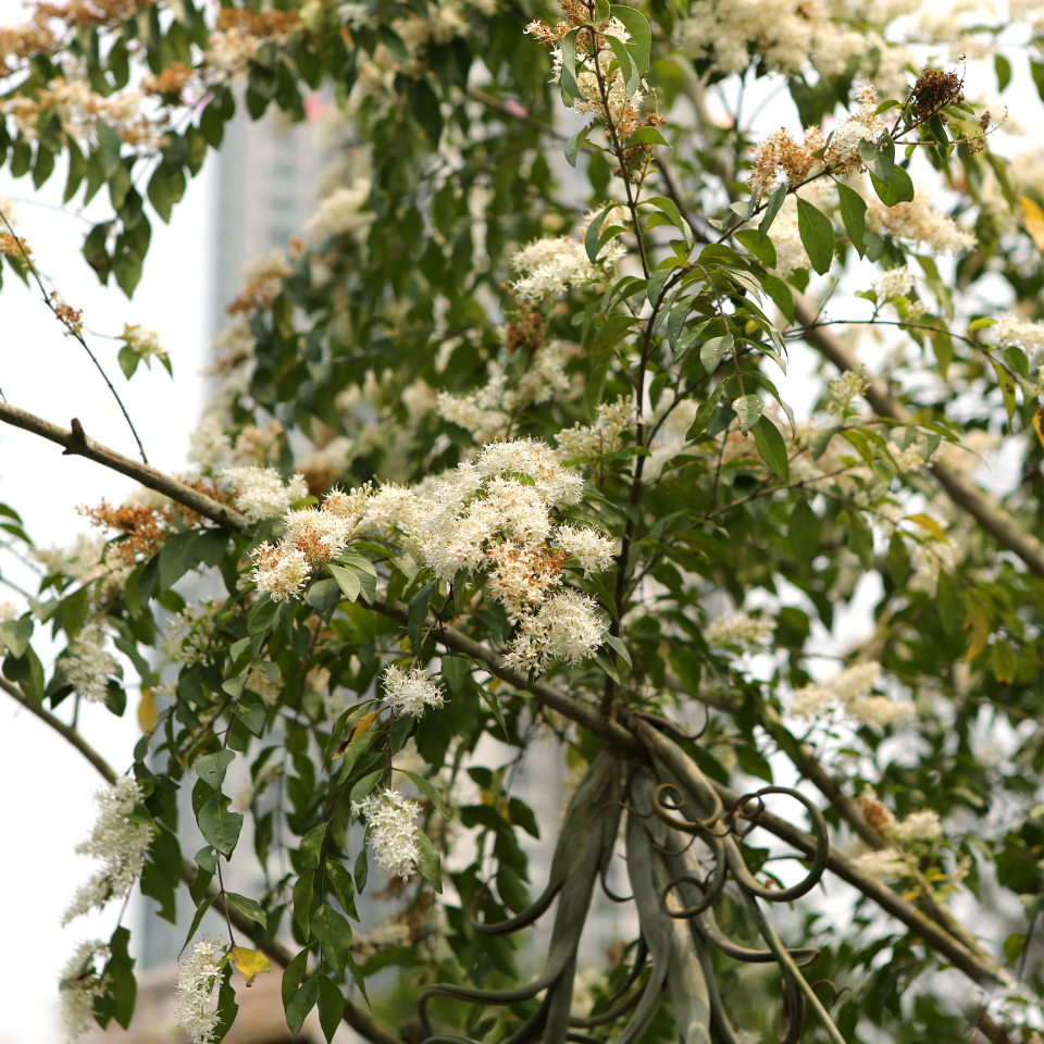 Ligustrum Sinense, Chinese Privet, Broadleaf Privet seeds - 15
