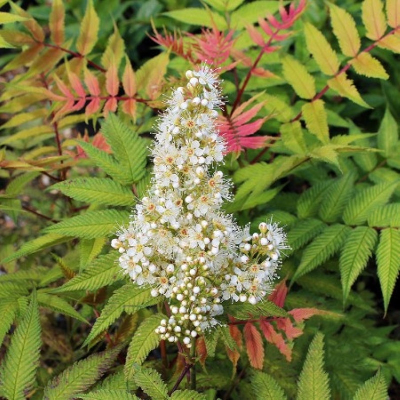 Sorbaria Sorbifolia, Spiraea Sorbifolia Seeds - 30