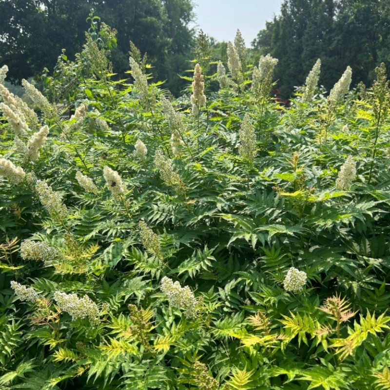 Sorbaria Sorbifolia, Spiraea Sorbifolia Seeds - 30
