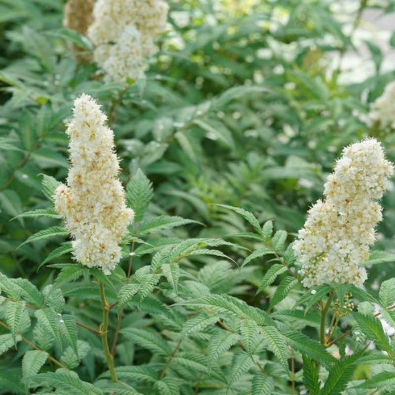 Sorbaria Sorbifolia, Spiraea Sorbifolia Seeds - 30